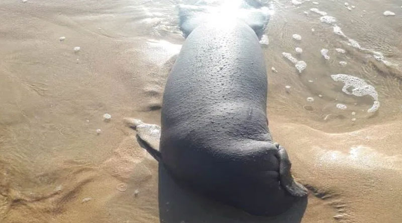 Hallan-manatí-en-playa-El-Limón-con-aparente-golpe-en-la-cabeza