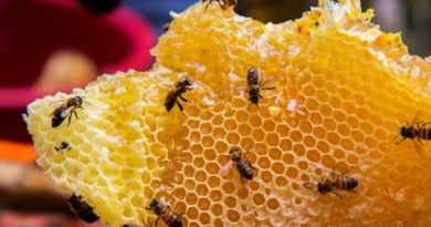 Escasea la miel de abejas de producción nacional Escasea la miel de abejas de producción nacional