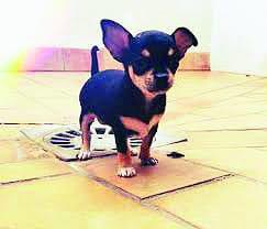 La perrita llora por las noches