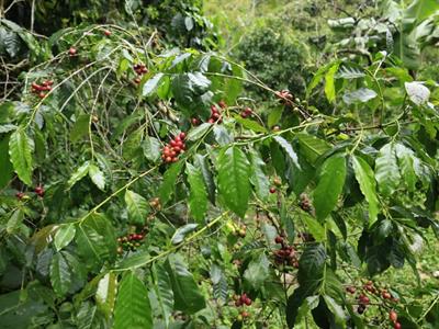 Huracán Melissa: lluvias tumbaron café en Polo, Barahona