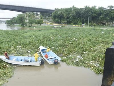 Vuelven a cerrar puente Flotante por acumulación de lilas